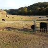 Valley Trail Junction with some friendly cows.