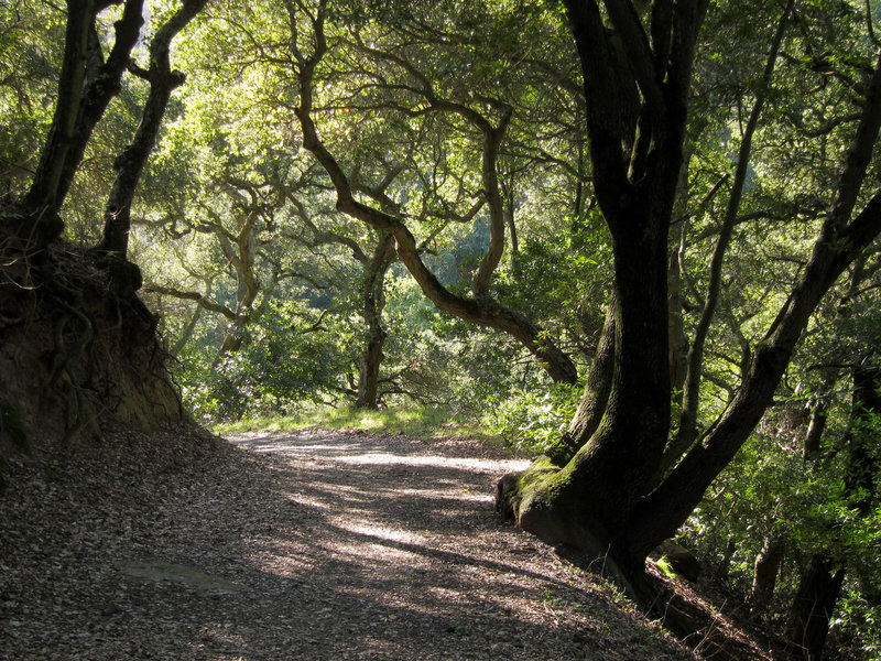 Forest in Briones Regional Park.