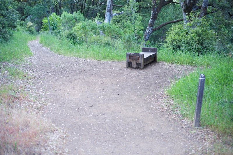 The San Andreas Fault Trail breaks off to the left and works it's way into the woods.  The bench offers a place to rest.