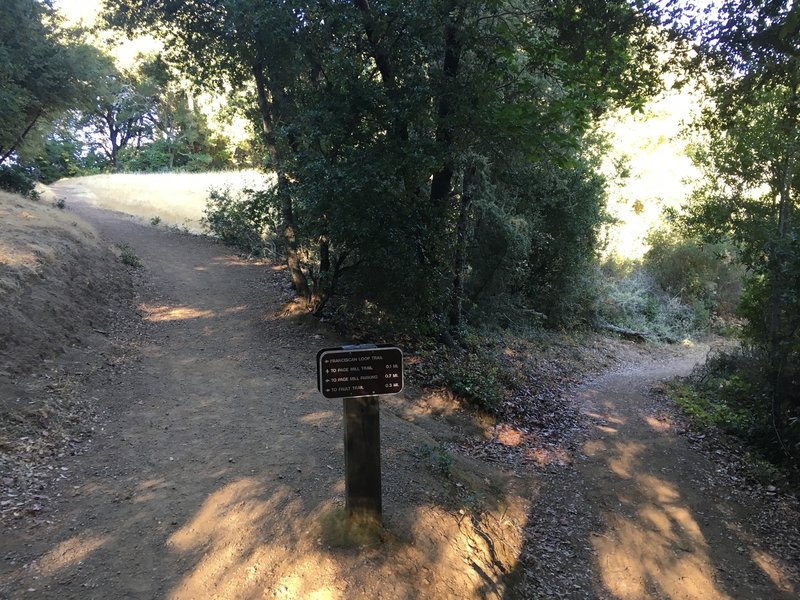 The trail forks here.  The Franciscan Loop Trail goes off to the right while the Page Mill Trail can be accessed to the left.