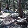 The trail as it meanders through the woods.