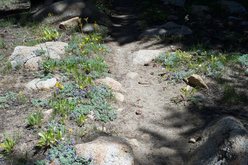 Wildflowers line the trail in the spring.