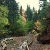 The iridescent retinal experience of the trail during a fall evening on Grotto Trail