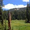 A couple of bears feeding in the meadow on the way to Tharp's Log. A short and family friendly hike in SNP