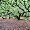 Live Oak along Maritime Forest Trail with permission from Justin P