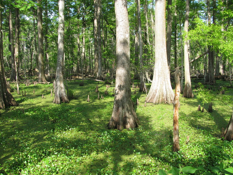 Views from the Plantation Trail. with permission from Ronald Losure