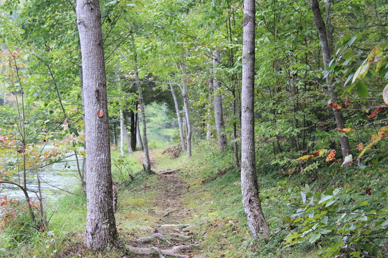 Alongside the lake.