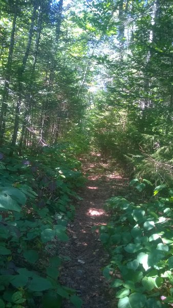 Trail has now been cleared. As of 2016.