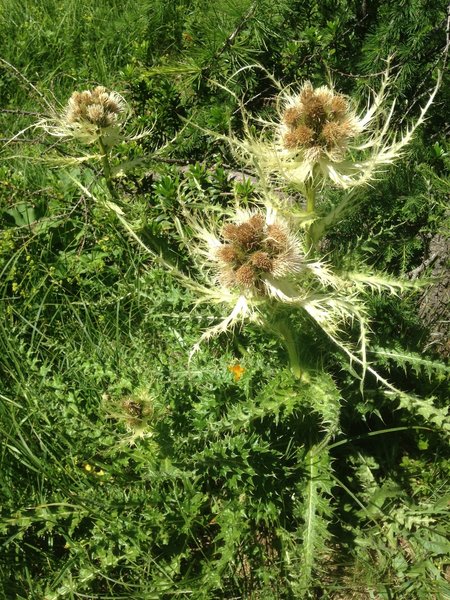 Flowers.