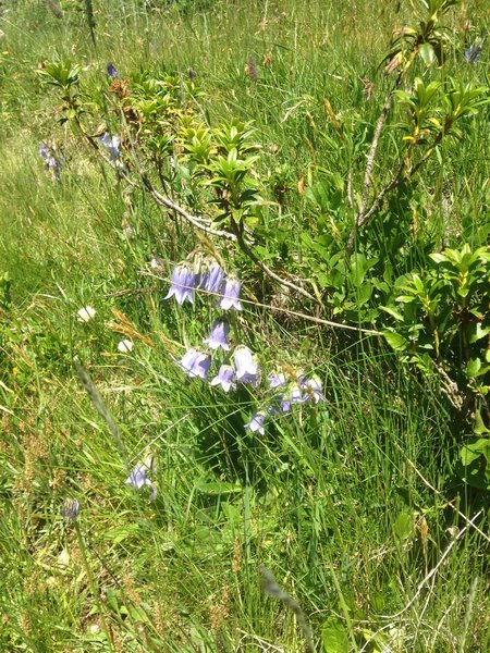 Bluebells.