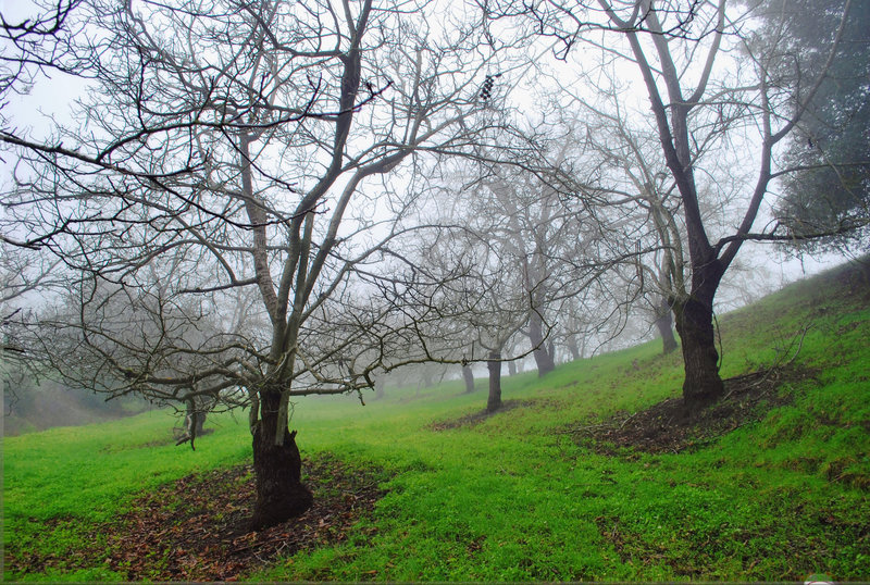 Briones fog.