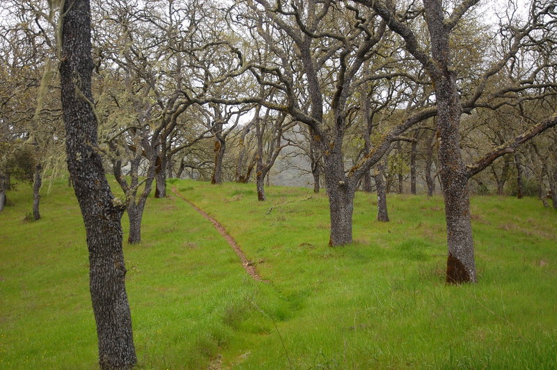 Middle Steer Ridge.