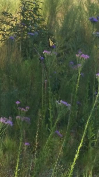 Met a guy studying butterflies. He told me there were 61 know species in the Julington-Durbin Preserve.