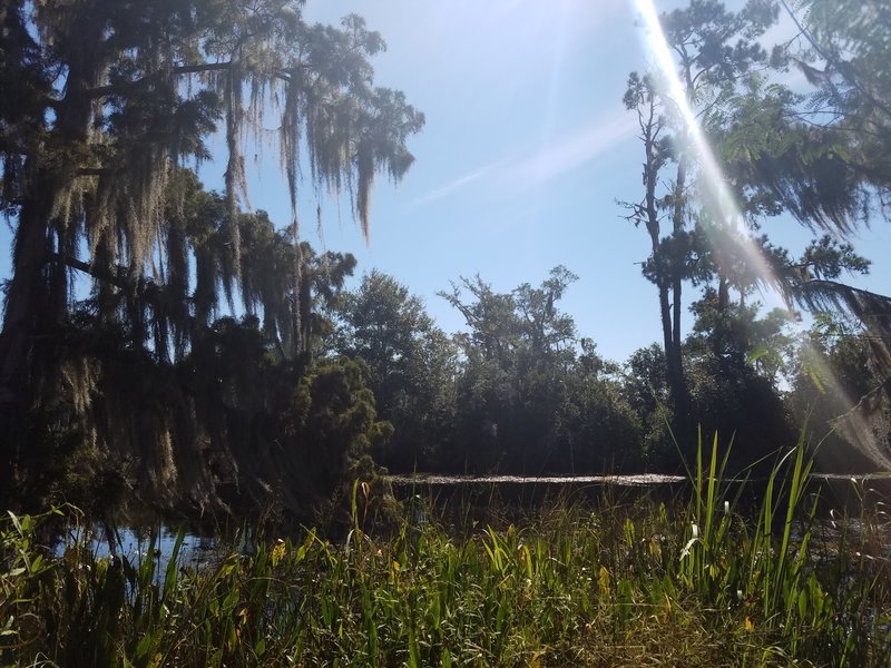 View out over Bayou Cane at the end of the trail.