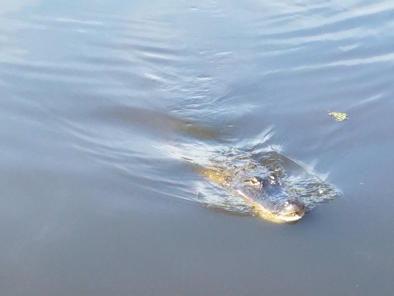 One of the local alligators frequenting the boardwalk.