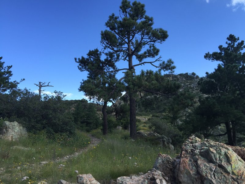 Saddle on Mt. Wrightson.