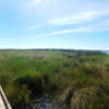 Panoramic views from the Alligator Marsh Boardwalk.