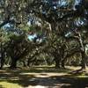 Finishing stretch of the trail running under a live oak canopy.