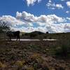 This is a cow and the pond at the beginning of the trail.