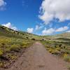 The brush and wildflowers at the first part of the trail.