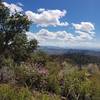 Just a few of the wildflowers with the spectacular view of the mountains in the distance near the top of the peak.