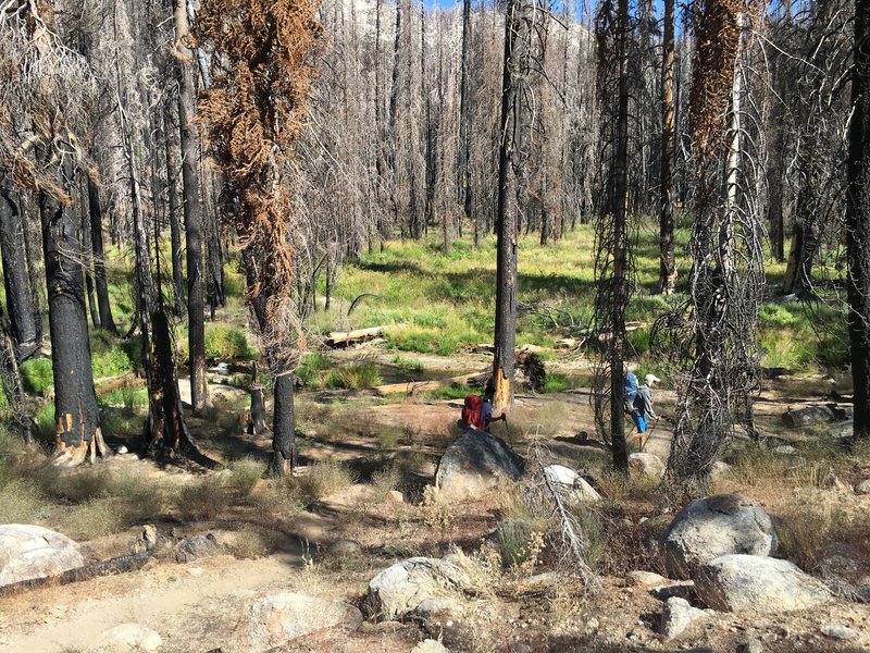 This is the early part of the lower section of the trail. There are some water crossings.