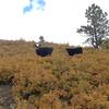 Local ranchers use this land for cattle grazing. The cows like to use this trail too.