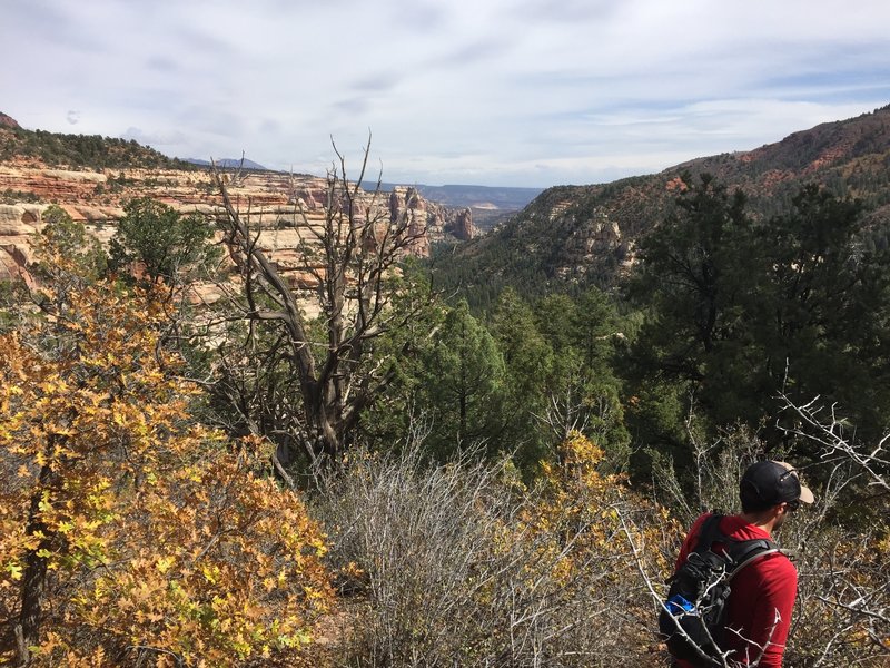 The views start to open up into Hammond Canyon.