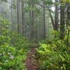 Walking through the rhododendron forest on the ridgeline of Eagle Creek Cutoff. Photo by John Sparks.