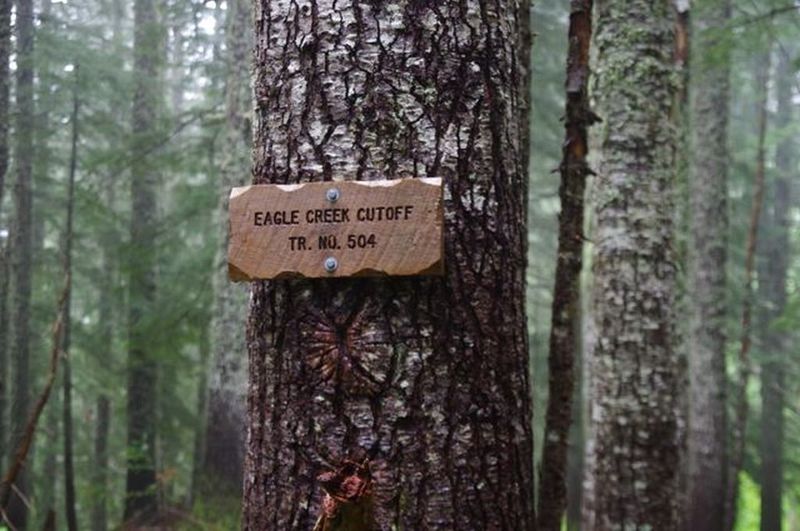 Eagle Creek Cutoff Trail takes off the Old Baldy Trail about 200 feet east of the trailhead. Photo by John Sparks.