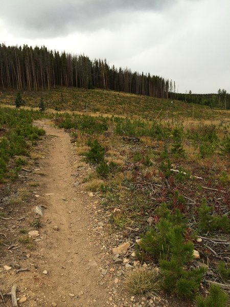 Reforestation in progress.