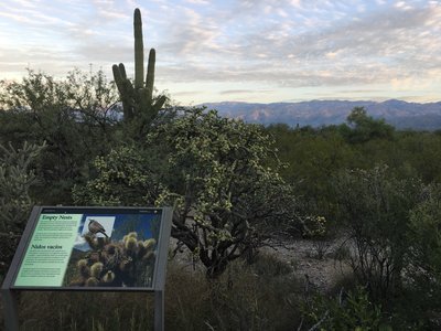 Desert Ecology Trail provides a short, but educational tour through the desert.