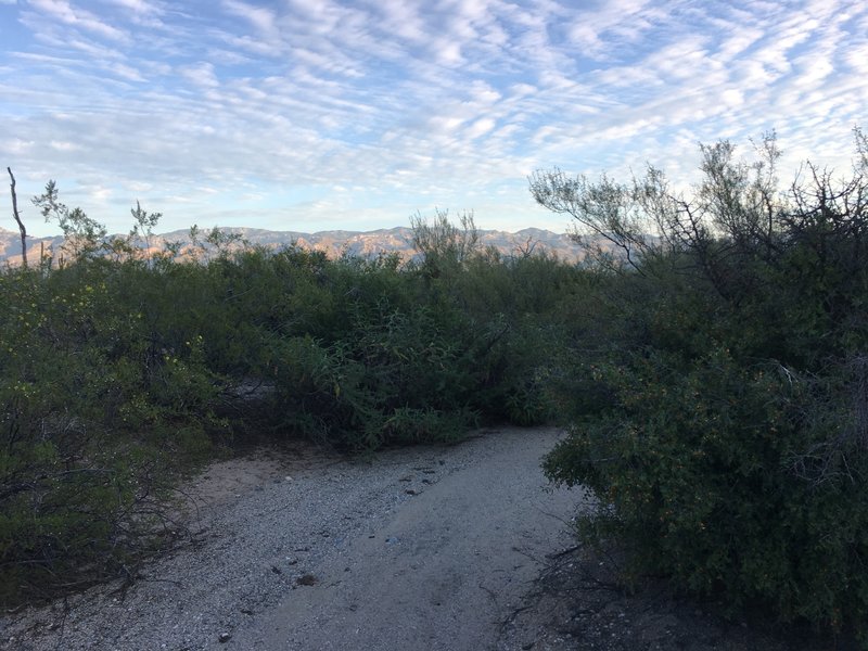 Various vegetation grows alongside the wash that also serves as a trail through Saguaro NP.