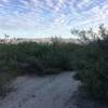 Various vegetation grows alongside the wash that also serves as a trail through Saguaro NP.