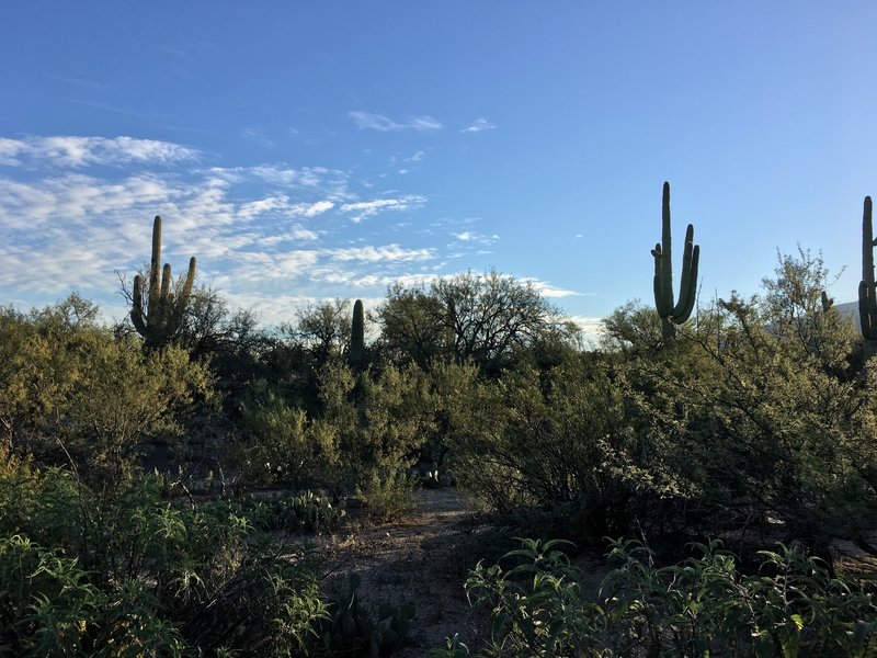 Saguaros growing along side the Javelina West Wash Trail.