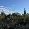 Saguaros growing along side the Javelina West Wash Trail.