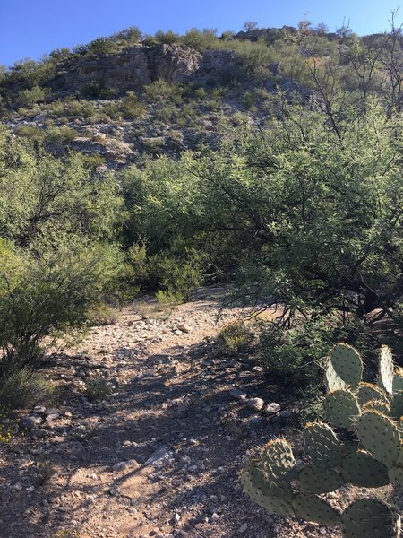 View of the trail leading to Lime Falls. The hill in the photo was a source of lime for the nearby kilns.