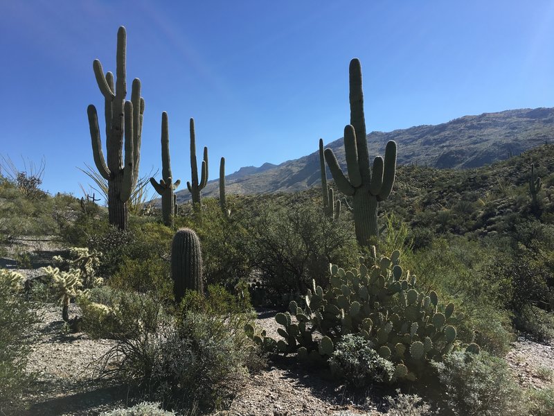 Saguaro, prickly pear, and cholla cacti along the Cactus Forest Trail with Rincon Mountains in the background.