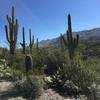 Saguaro, prickly pear, and cholla cacti along the Cactus Forest Trail with Rincon Mountains in the background.