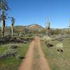 Escondido Trail at McDowell Mountain Regional Park. with permission from Maricopa-County-Parks