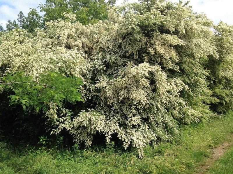 The tree of Sambuco is in full bloom