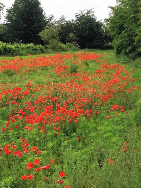 A field of poppies