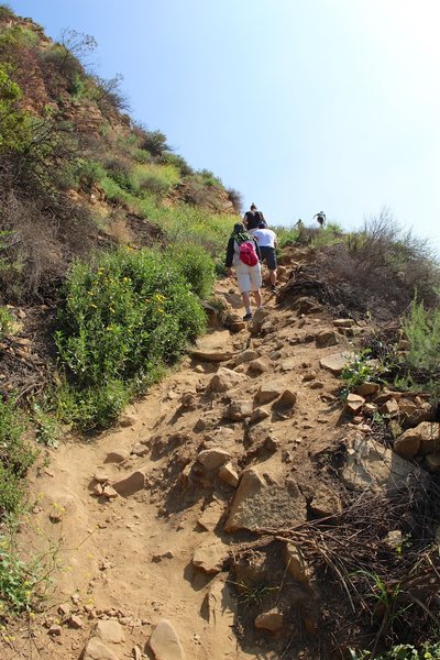 Spine of the ridge on the Tree of Life Trail.