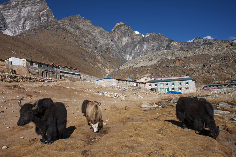 Yaks in Lobuche.