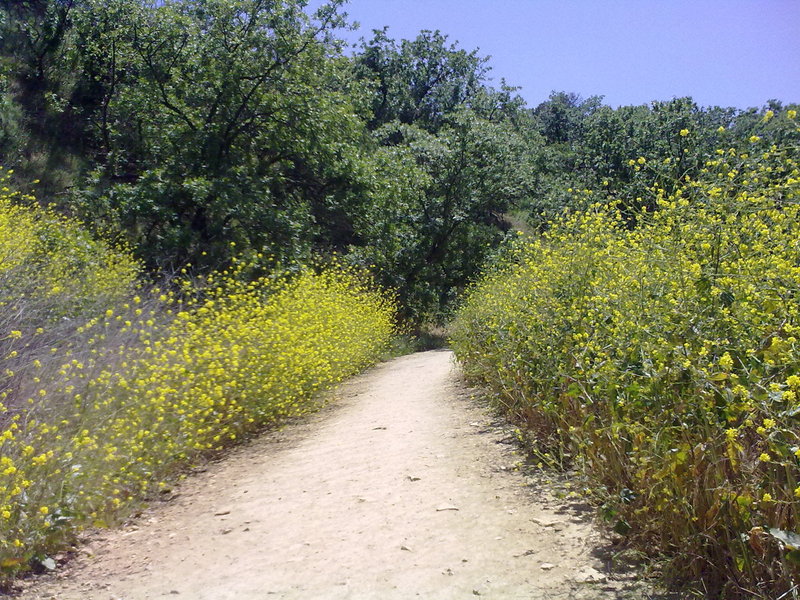 Betty B. Dearing Trail through the wildflowers.