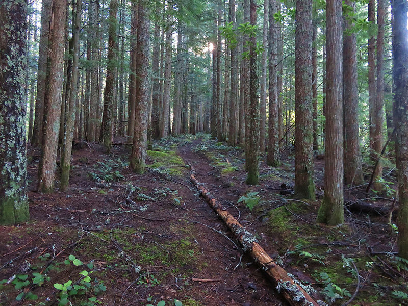 Horseshoe Ridge Trail is fairly monotonous until you reach the end (top) at Zigzag Mountain Trail. Photo by Wanderingyunks.