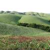 Fields of red in Dublin Hills.