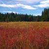 Little Crater meadow in fall. Photo by Gene Blick.