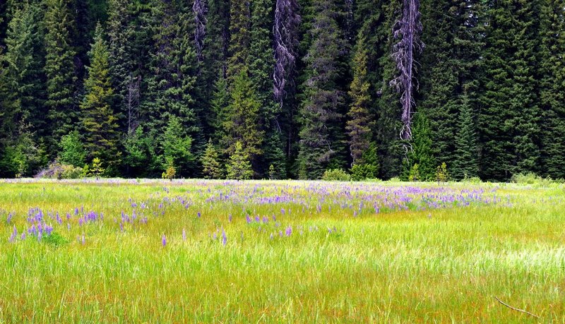 Lupine in Little Crater Meadow. Photo by Gene Blick.