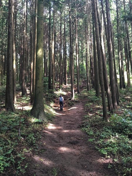 Continuing the climb up Shiroyama with some wooden stairs.